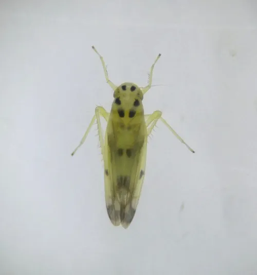Eupteryx atropunctata - photo 6