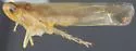 Eupteryx clavalis