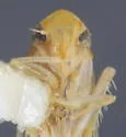 Eupteryx clavalis - photo 3