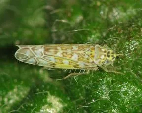 Eupteryx decemnotata