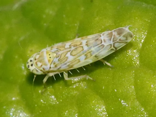 Eupteryx decemnotata - photo 2