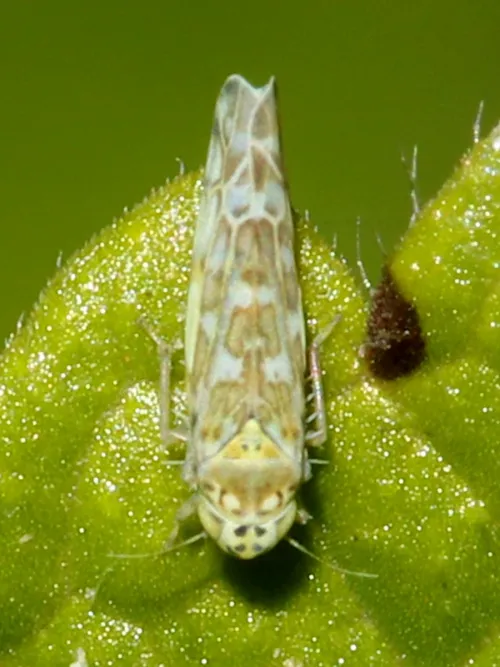 Eupteryx decemnotata - photo 3