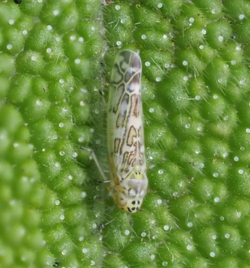 Eupteryx decemnotata - photo 4