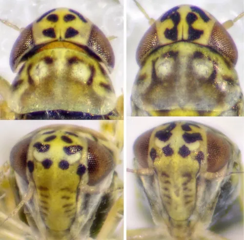 Eupteryx decemnotata - photo 5