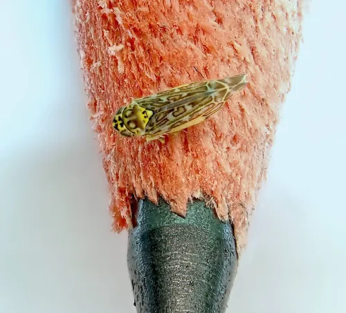 Eupteryx decemnotata - photo 6