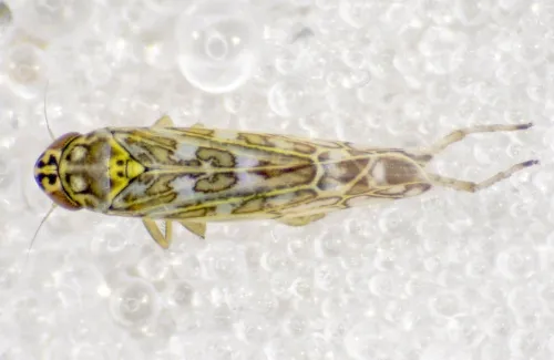 Eupteryx decemnotata - photo 8