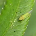 Eupteryx filicum