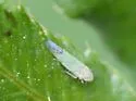 Eupteryx filicum - photo 3