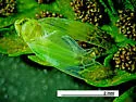 Eupteryx filicum - photo 4