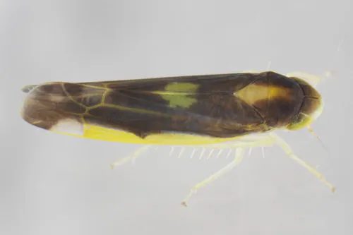 Eupteryx flavoscuta