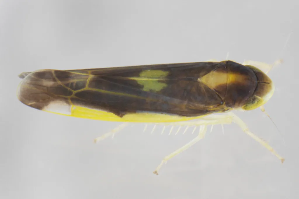 Eupteryx flavoscuta - photo 2