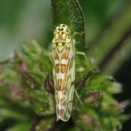 Eupteryx florida
