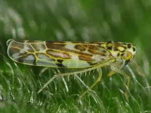 Eupteryx florida - photo 2