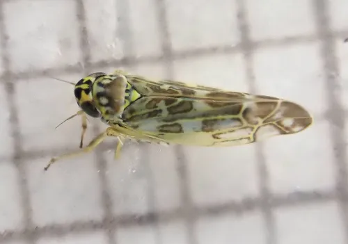 Eupteryx florida - photo 4
