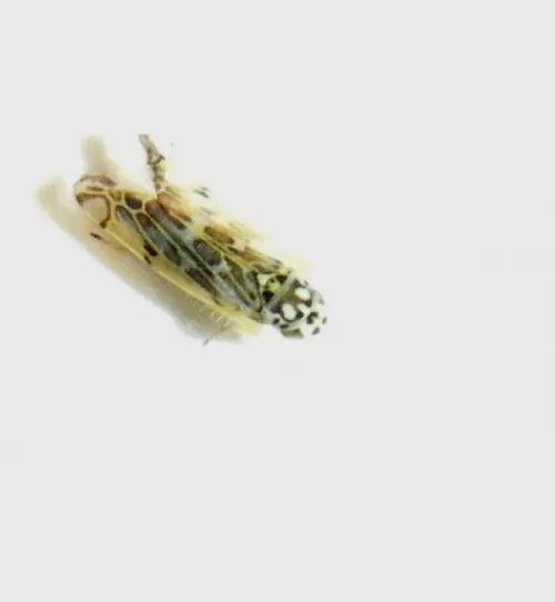 Eupteryx florida - photo 5