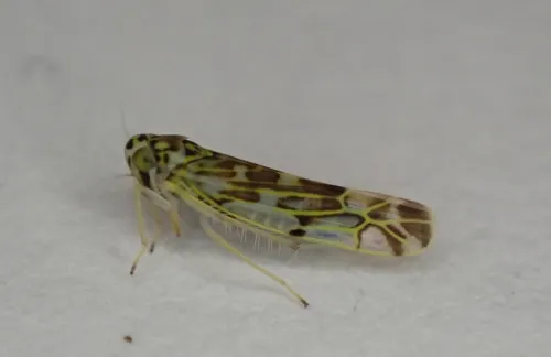 Eupteryx florida - photo 7