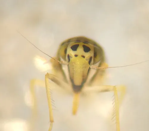 Eupteryx florida - photo 8
