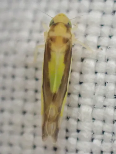 Eupteryx furcata