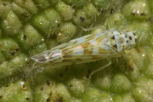 Eupteryx melissae