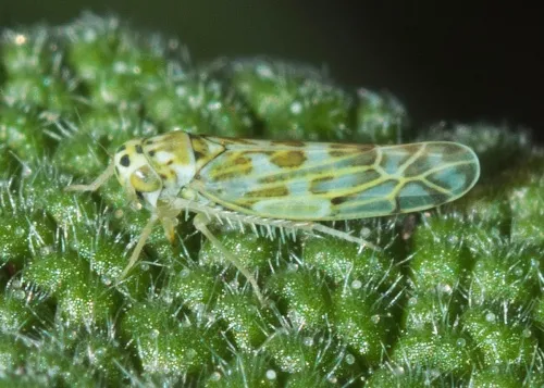 Eupteryx melissae - photo 3