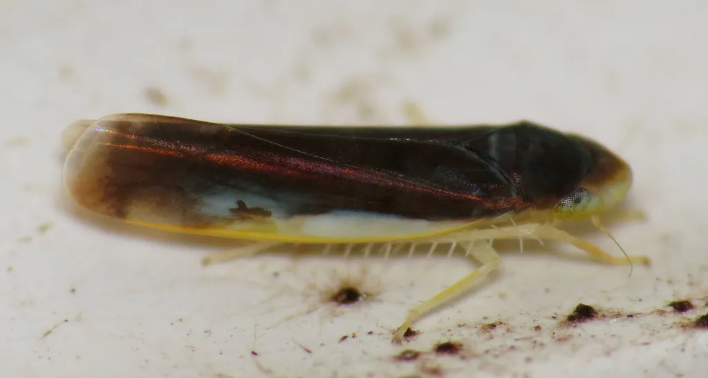 Eupteryx nigra - photo 2