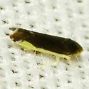Eupteryx omani - Eupteryx omani