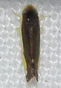 Eupteryx omani - photo 2