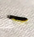 Eupteryx omani - photo 4