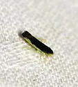 Eupteryx omani - photo 5