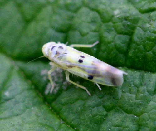 Eupteryx signatipennis