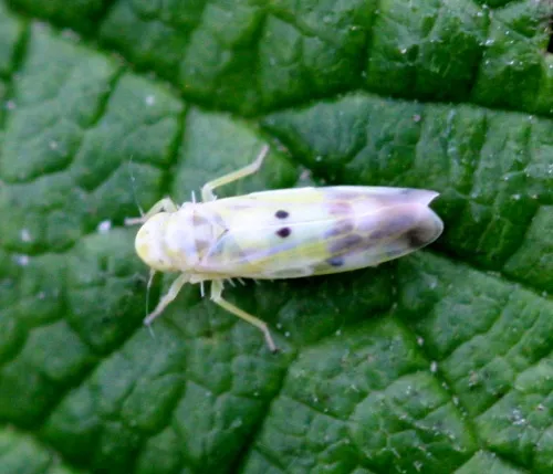 Eupteryx signatipennis - photo 2