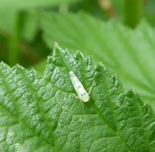 Eupteryx signatipennis - photo 3