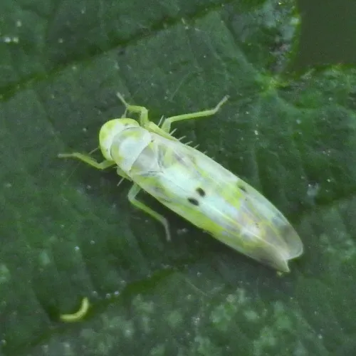 Eupteryx signatipennis - photo 4