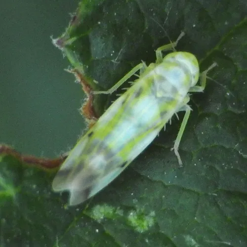 Eupteryx signatipennis - photo 5