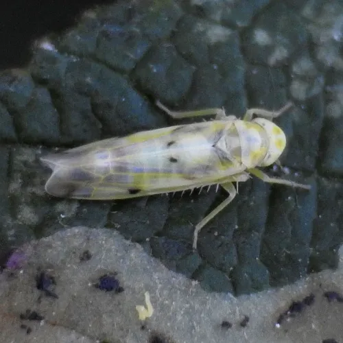 Eupteryx signatipennis - photo 6