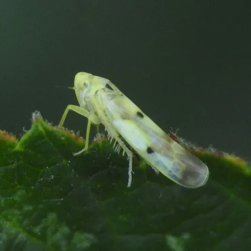 Eupteryx signatipennis - photo 7