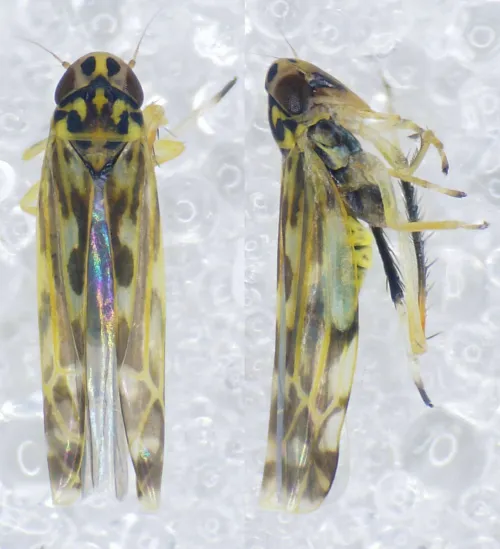Eupteryx urticae - photo 2