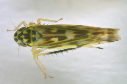 Eupteryx urticae - photo 3