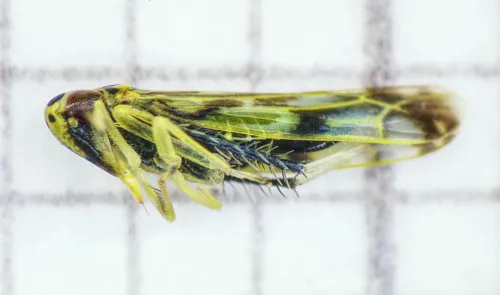 Eupteryx urticae - photo 4