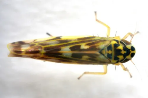 Eupteryx urticae - photo 6