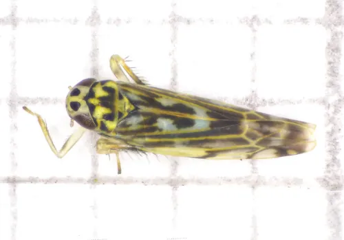 Eupteryx urticae - photo 7
