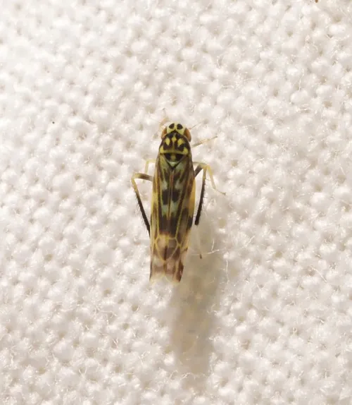 Eupteryx urticae - photo 8