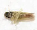 Eupteryx vanduzei - photo 3