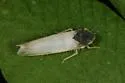 Eupteryx vanduzei - photo 4