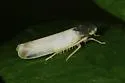 Eupteryx vanduzei - photo 5