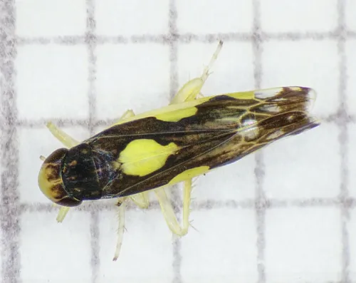 Eupteryx vittata - Eupteryx vittata