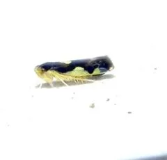 Eupteryx vittata - photo 2