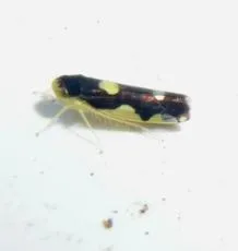 Eupteryx vittata - photo 3