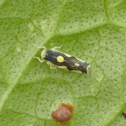 Eupteryx vittata - photo 4