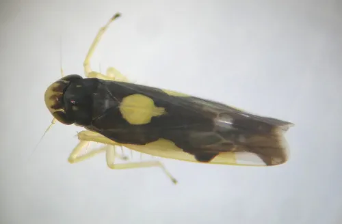 Eupteryx vittata - photo 5